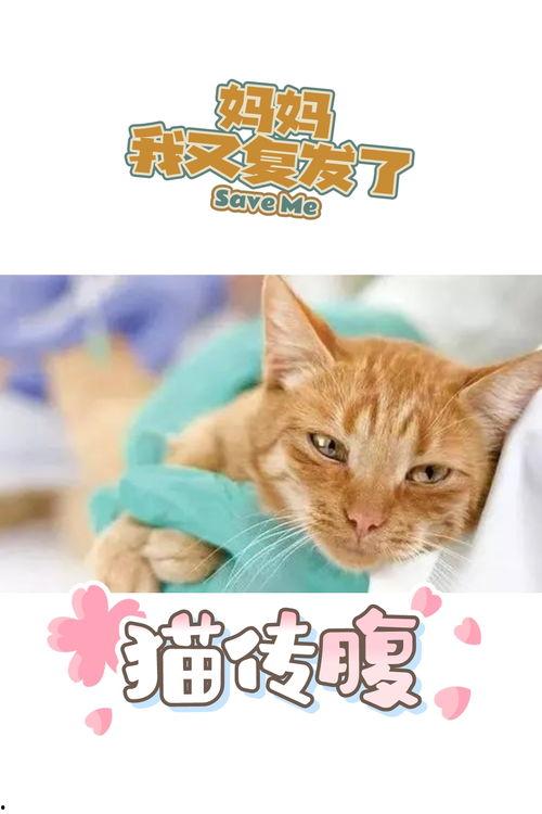 娱乐吃瓜酱猫传腹,揭秘“猫传腹”事件背后的真相与反思